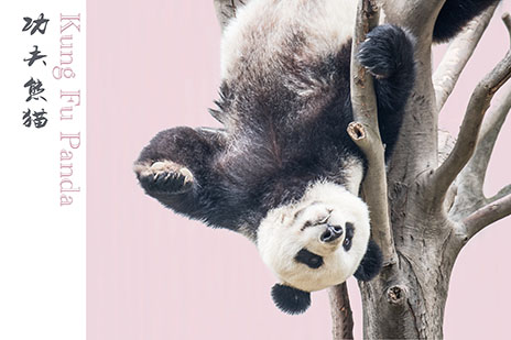 都江堰大熊猫饲养员一日游1-Day Dujiangyan Panda Volunteer Tour
